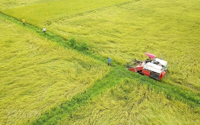 Đồng Tháp chuyển hơn 30ha đất trồng lúa sang đất phi nông nghiệp