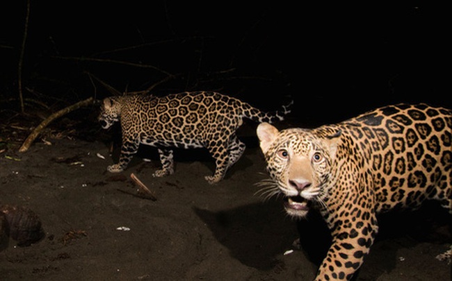 Đầu tư của TQ: Kẽ hở khiến động vật hoang dã bị săn lùng từ châu Phi đến Nam Mỹ